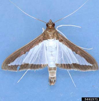 Figure 6, An adult melonworm moth with its wings in the normal, relaxed position.