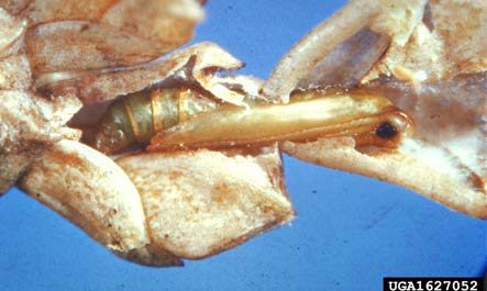 Figure 3, An arborvitae leafminer pupa exposed in its feeding gallery within an arborvitae leaflet.
