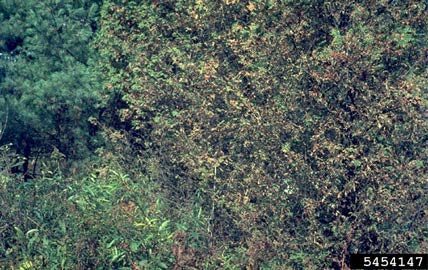 Figure 5, A discolored, defoliated arborvitae hedge with heavy damage from arborvitae leafminer feeding.