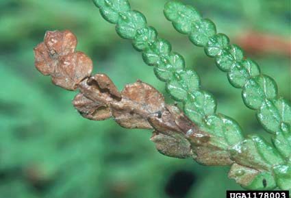 Figure 4, An arborvitae leaflet showing characteristic damage by the arborvitae leafminer.