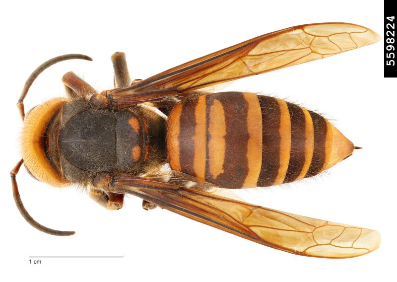 Figure 1, A dorsal view of a northern giant hornet showing its uniformly banded abdomen.