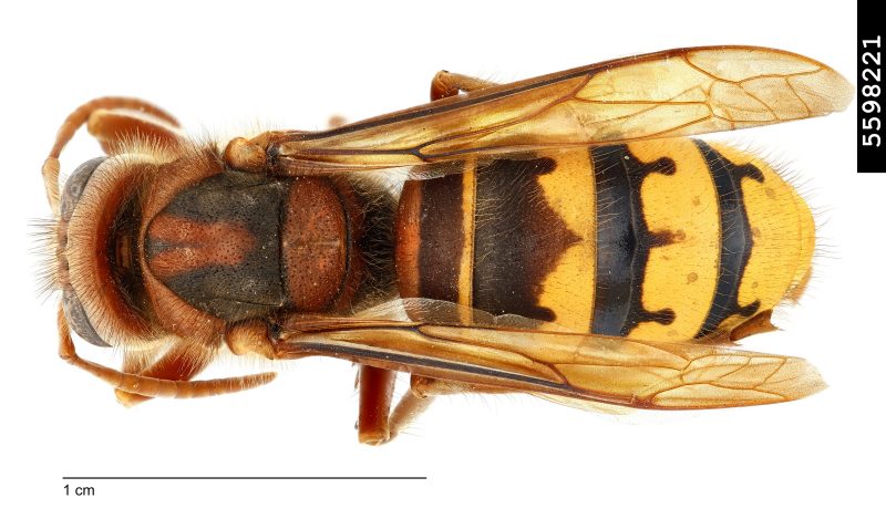 Figure 1, A dorsal view of a European hornet showing the characteristic "dripping" bands on its abdomen.