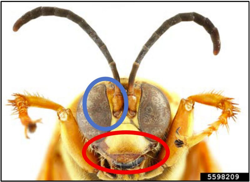 Figure 6. Face of eastern cicada-killer. Blue circle shows the even inner edge of the eye. Red ring shows the even curve to the “lip” above the jaws (original photo by Hannah Royals, USDA APHIS PPQ, Bugwood.org).