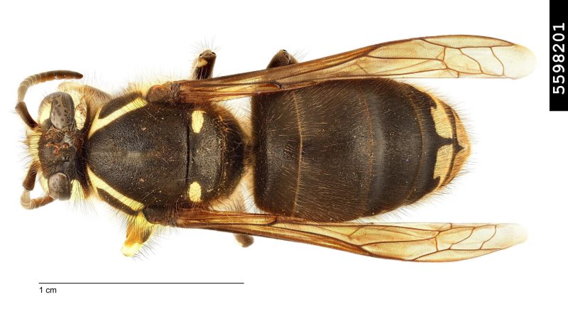 Figure 4, A dorsal view of a baldfaced aerial yellowjacket showing its mostly dark abdomen.