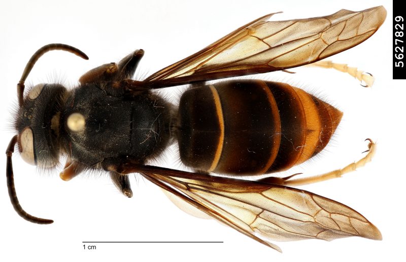 Figure 5, A dorsal view of a yellow-legged hornet showing its dark coloration and several lighter-colored bands on its abdomen.