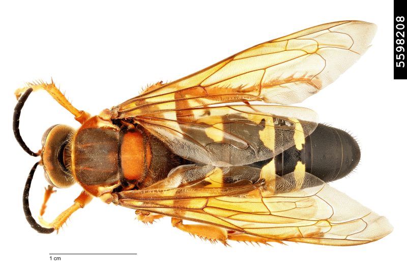 Figure 3, A dorsal view of a eastern cicada-killer with a strongly patterned abdomen.