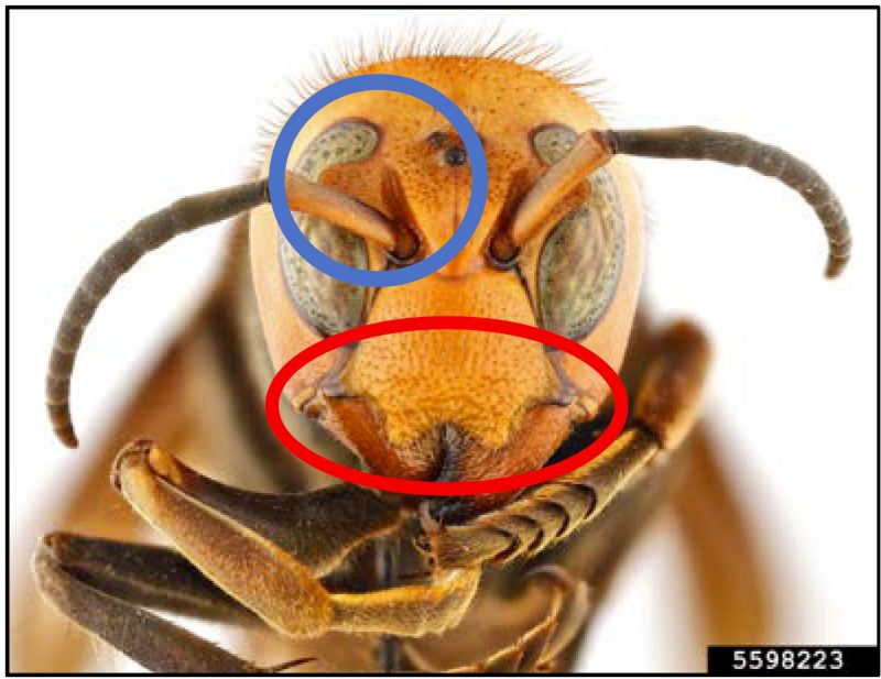 Figure 7. Face of a northern giant hornet. Blue circle shows the notched inner edge of the kidney-shaped eye. Red ring shows the fluted edge of the “lip” above the jaws (original photo by Hannah Royals, USDA APHIS PPQ, Bugwood.org).