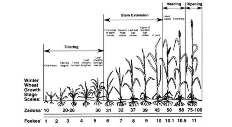 a figure showing the growth stages of winter wheat with day one on left and day 100 on right.