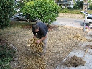 Straw is applied to a newly seeded lawn to conserve moisture.