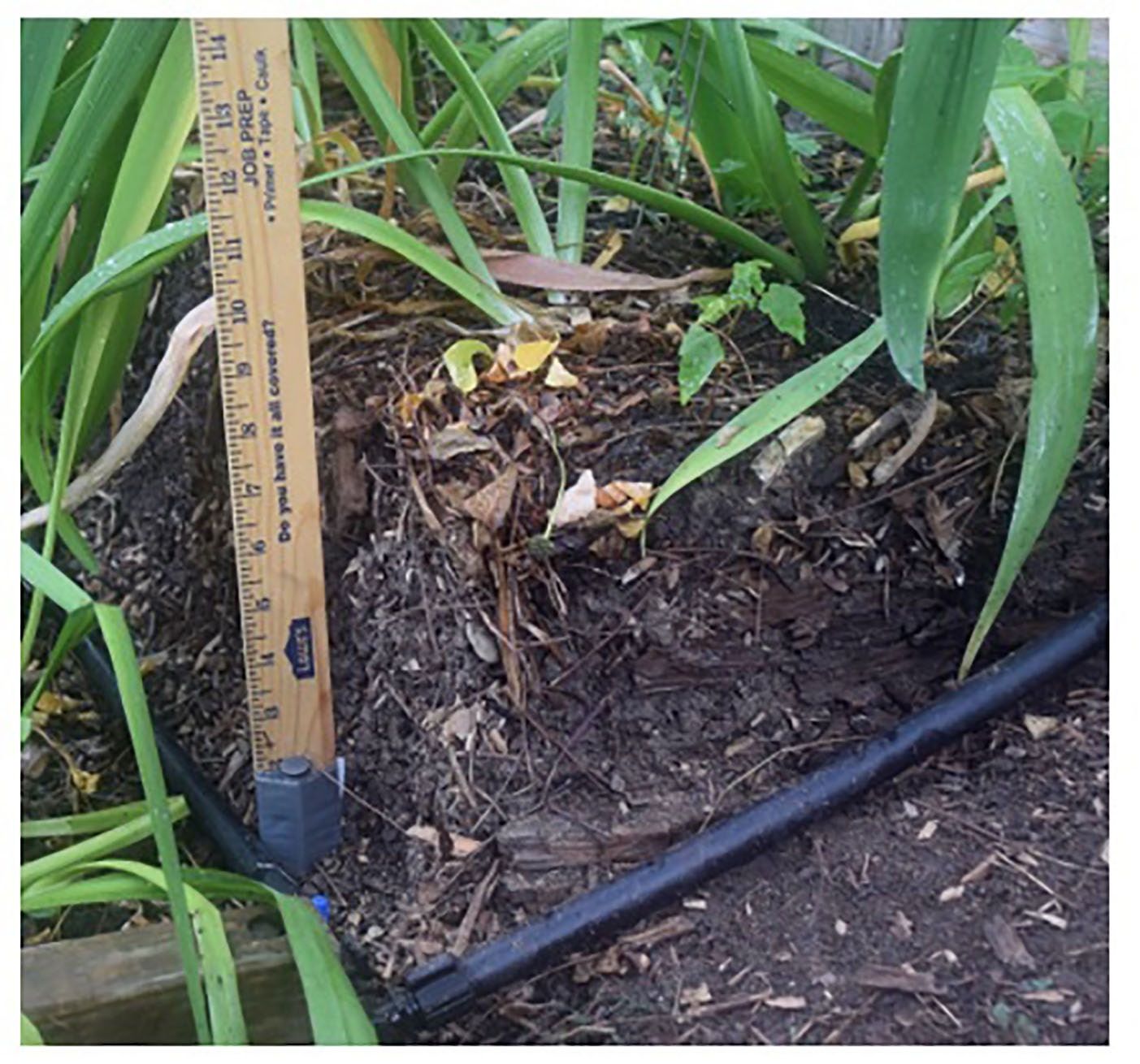 Close-up of the growing media in a raised bed with iris leaves stretching above 14 inches, as measured with a yardstick. 