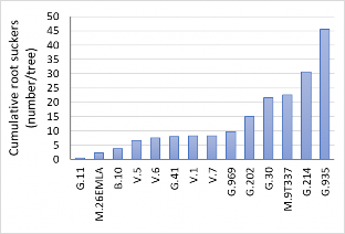 The cumulative number of suckers per tree calculated for each rootstock for six years (2016-2021).