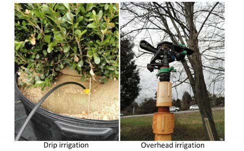 Figure 5, Examples of drip irrigation for a potted shrub and an overhead irrigation system.