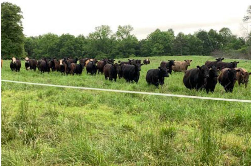 The cow herd finishing a grazing period on the switchgrass stand in 2022 with plenty of residual for regrowth.