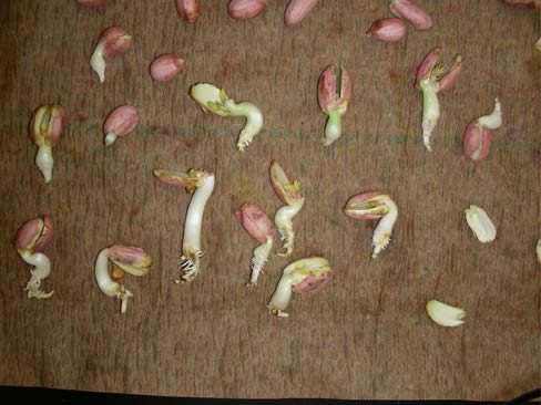 approximately 20 peanut seedlings partially opened on a table.