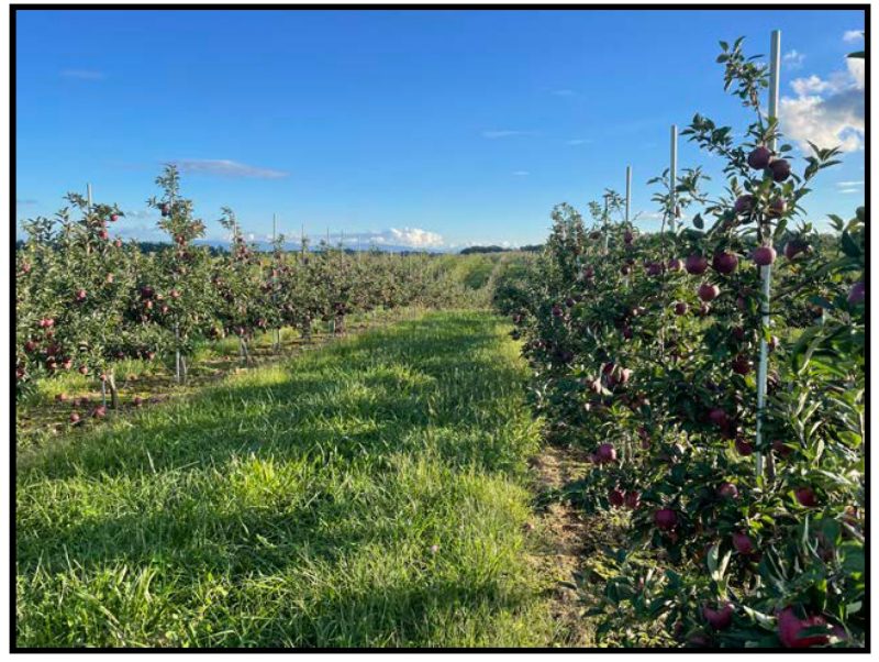 Apple orchard, Frederick County, VA