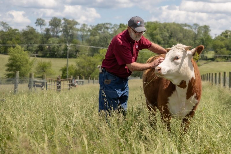 A man pets a cow in tall grass.