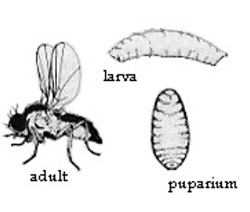 Figure 1 leafminer