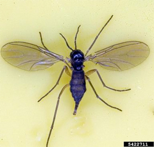 JPG, Fungus Gnat