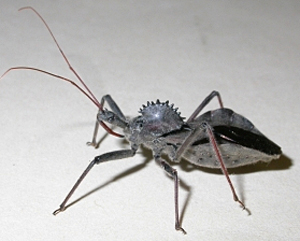 JPG, wheel bug