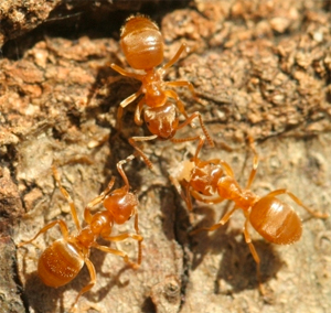 JPG Yellow ant