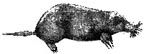 Mole 3