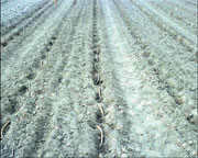figure8.jpg