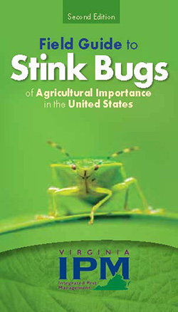 Stink bugs beware! Homemade stink bug traps squash store-bought models,  Virginia Tech researchers find, Virginia Tech News