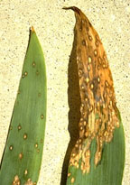 JPG-Iris Leaf Spot