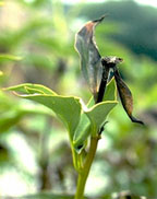 JPG-Botrytis Blight of Peony