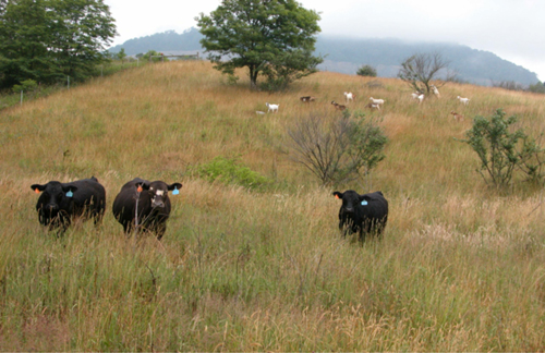 Image 1 Cattle grazing