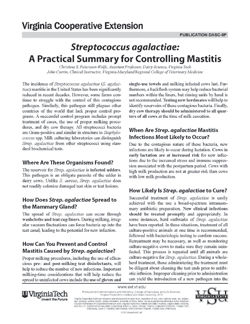Cover, Streptococcus agalactiae: A Practical Summary for Controlling Mastitis JPG