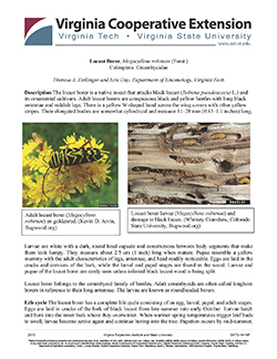 Cover, Locust Borer