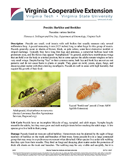 Cover, Psocids: Barklice and Booklice
