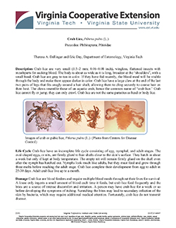 Cover, Crab Lice, Pthirus pubis (L.) Psocodea: Phthiraptera; Pthiridae