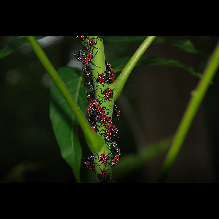 Mature spotted lanternfly nymphs