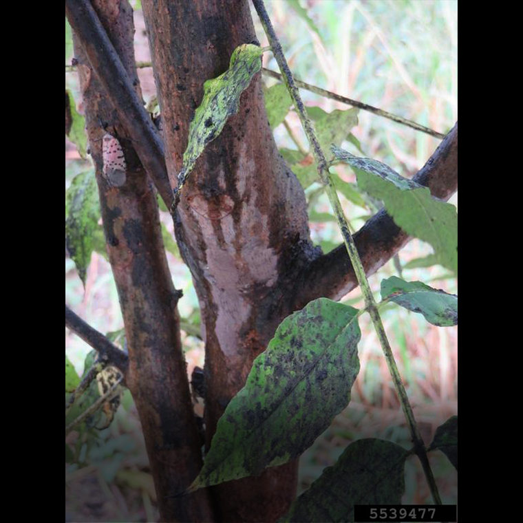 Infested tree covered with sap flow and honeydew produced by spotted lanternflies, with sooty mold growing on leaves