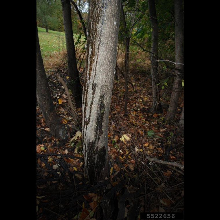 Tree-of-heaven trunk with weeping sap due to spotted lanternfly feeding