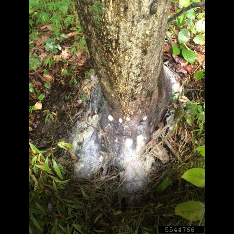 Base of tree covered with sooty mold and fungus growing on honeydew and sap flow produced by spotted lanternflies