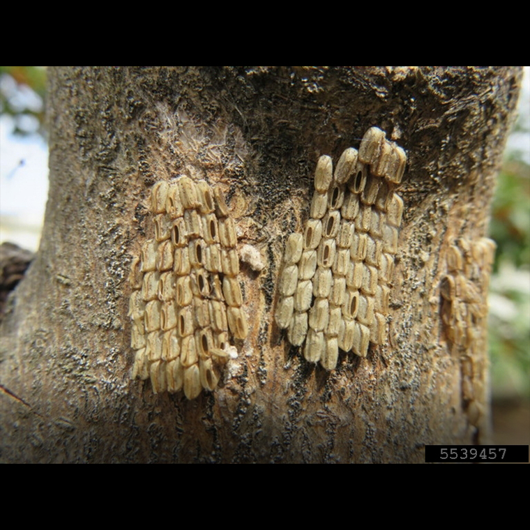 Spotted lanternfly eggs without protective covering