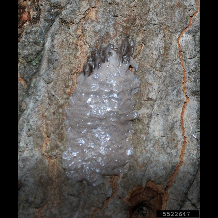Fresh spotted lanternfly egg mass with waxy gray covering