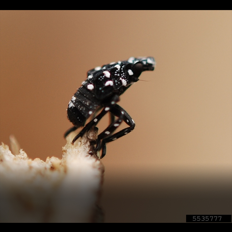 Black and white spotted lanternfly nymph