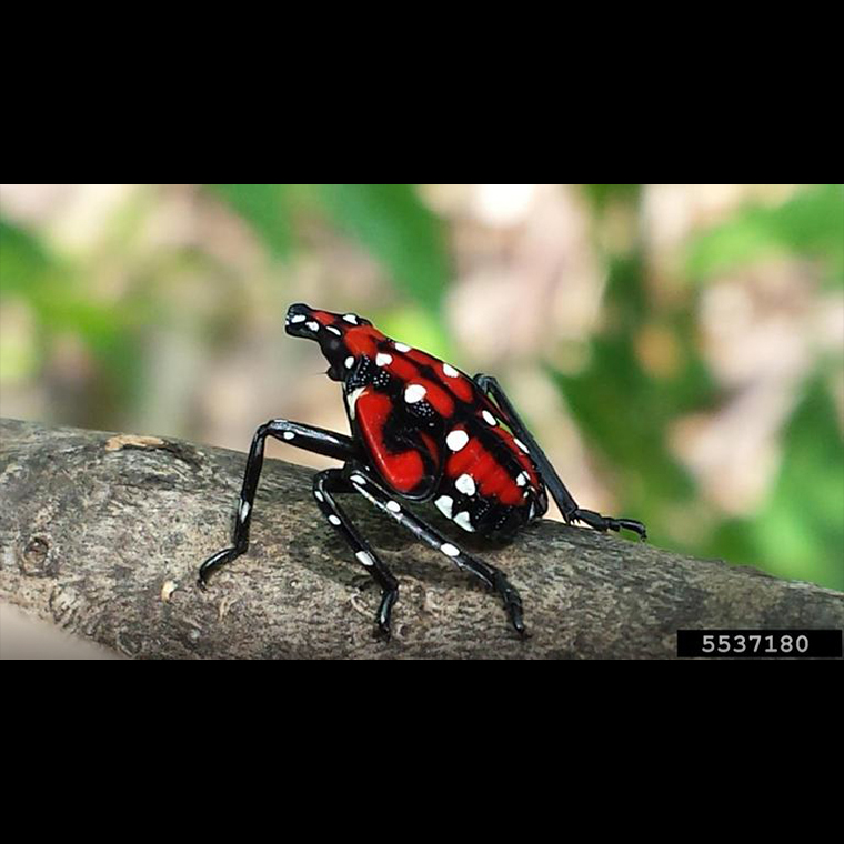 Fourth instar spotted lanternfly nymph