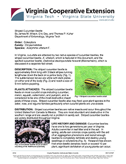 Cover, Striped Cucumber Beetle