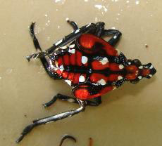 One nymph with red color and white spots.