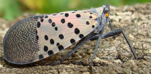 An adult spotted lanternfly with large grey wings with black spots.
