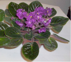 image1-violets