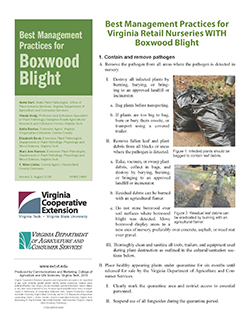 Cover, Best Management Practices for Boxwood Blight: Best management practices for Virginia retail nurseries WITH boxwood blight