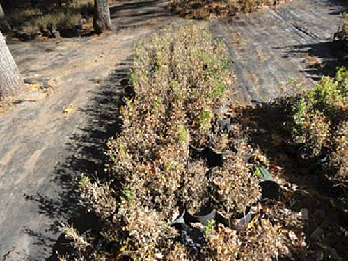 image boxwood 1