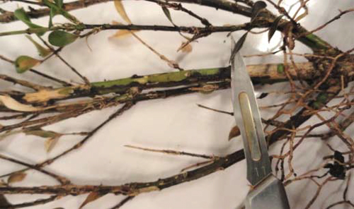 image boxwood 2