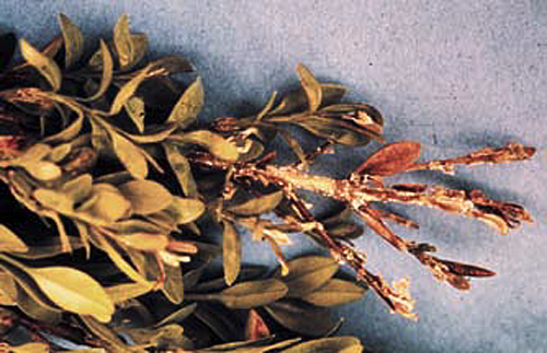 Image Boxwood 4